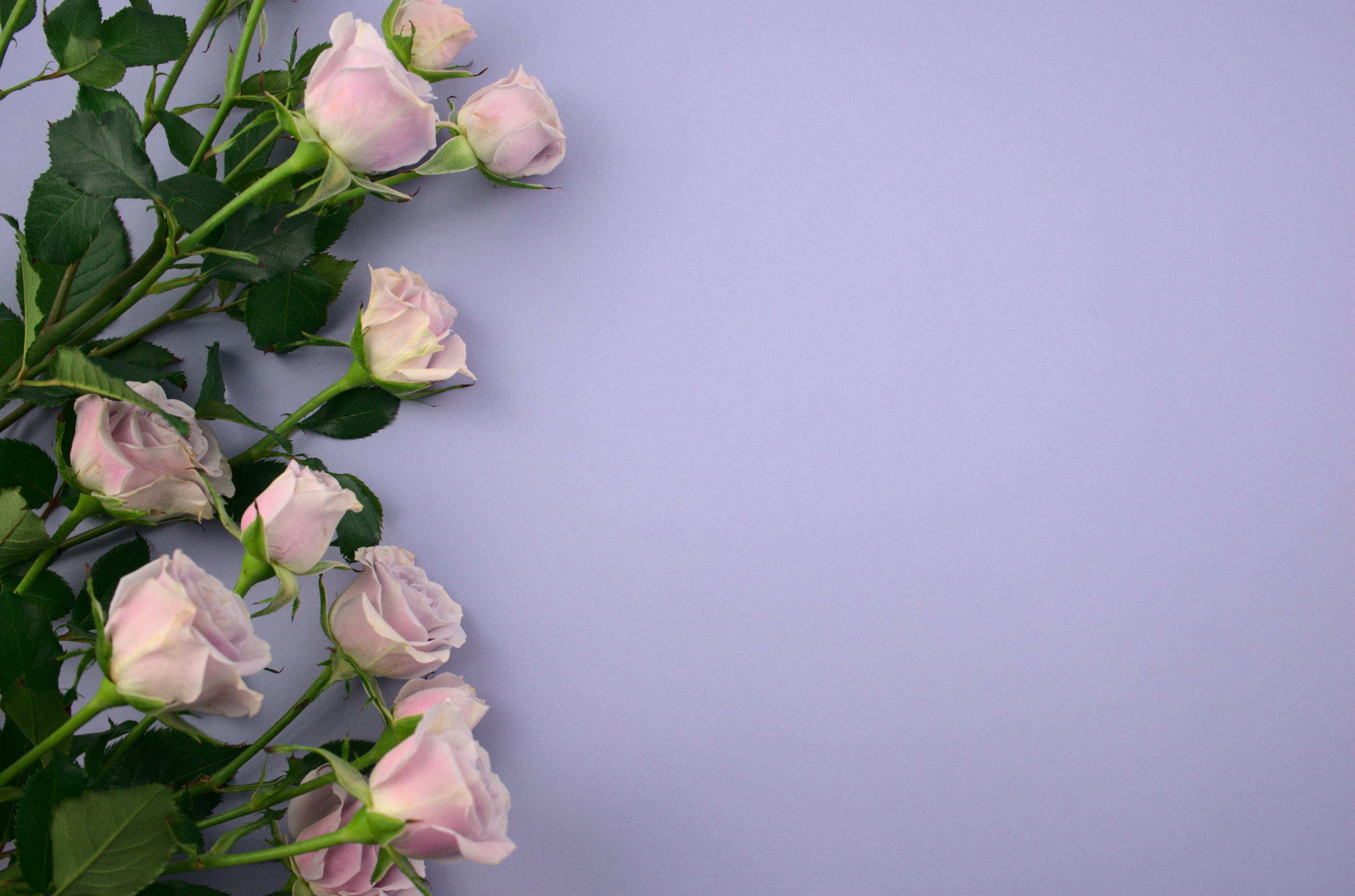 Purple, Pink Roses Flat Lay on Smooth Light Blue Background